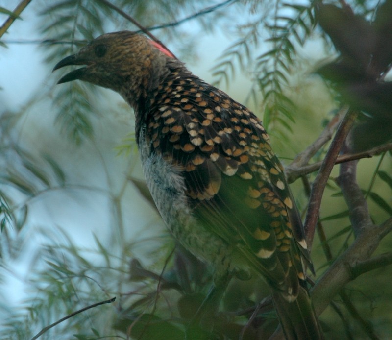 Spotted Bowerbird - Tom Tarrant