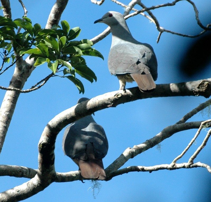 Peale's Imperial-Pigeon - Tom Tarrant
