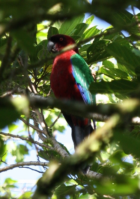 Red Shining-Parrot - ML204897571