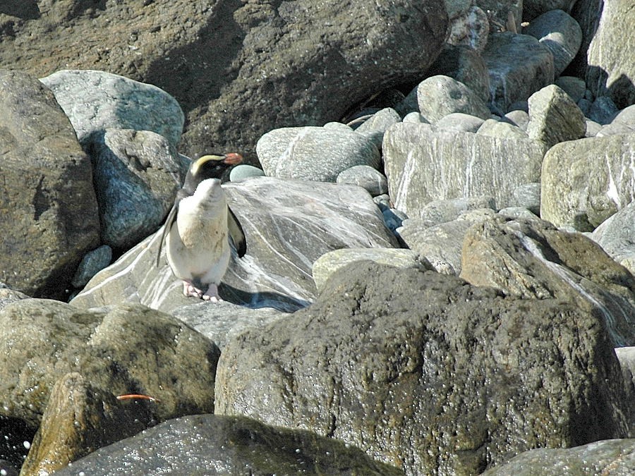Fiordland Penguin - Georges Olioso