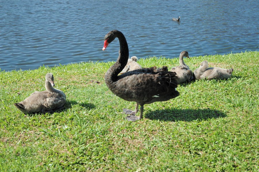 Black Swan - Georges Olioso