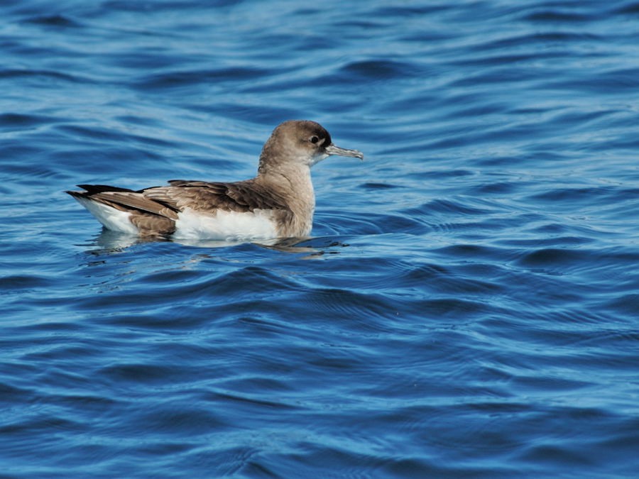 Fluttering Shearwater - Georges Olioso
