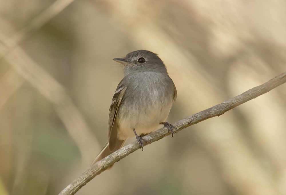 Gray-breasted Flycatcher - ML204898141