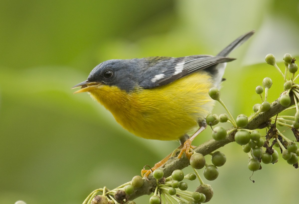 Tropical Parula (South American) - Dušan Brinkhuizen