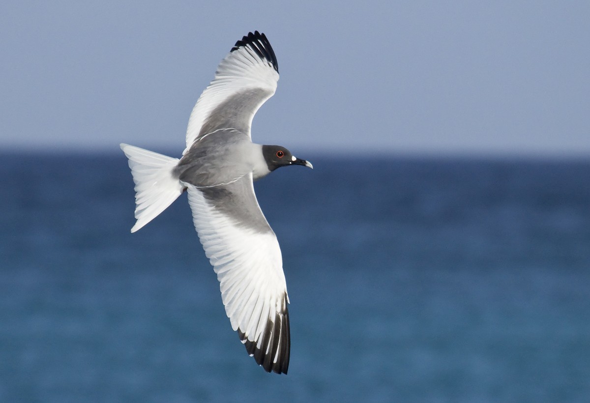 Swallow-tailed Gull - Dušan Brinkhuizen