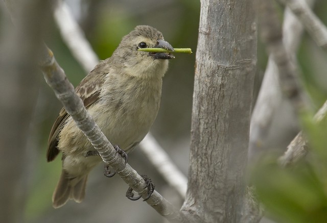 Woodpecker Finch