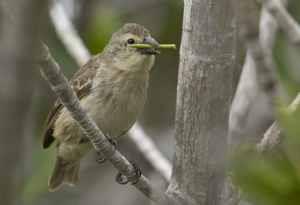 Woodpecker Finch (pallidus/productus) - Dušan Brinkhuizen