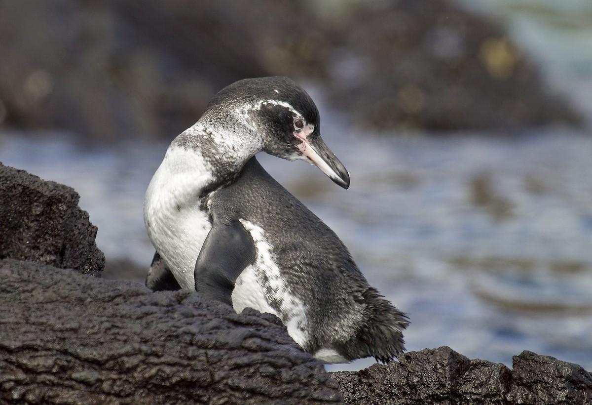 Galapagos Penguin - Dušan Brinkhuizen