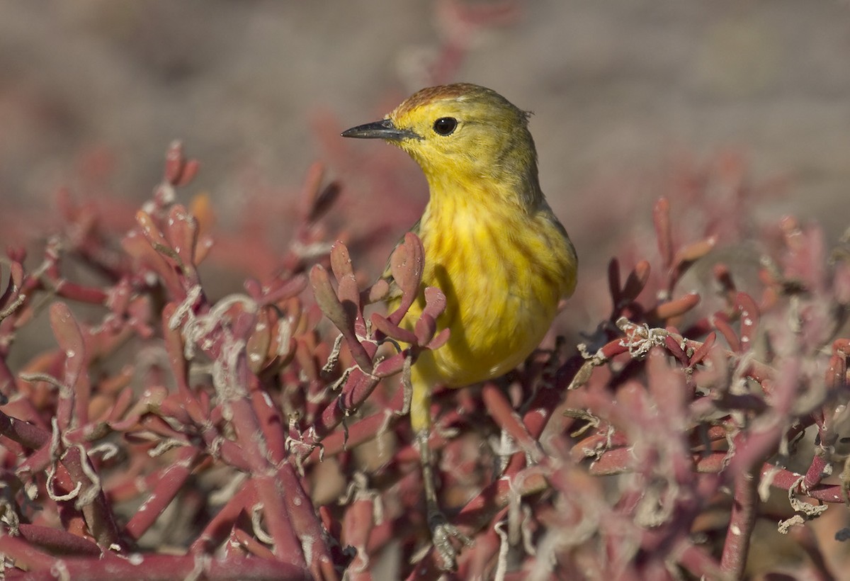 Yellow Warbler (Galapagos) - Dušan Brinkhuizen