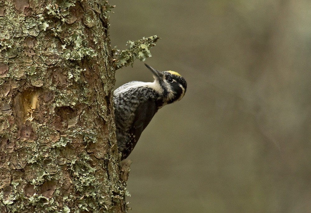 Eurasian Three-toed Woodpecker (Eurasian) - Dušan Brinkhuizen
