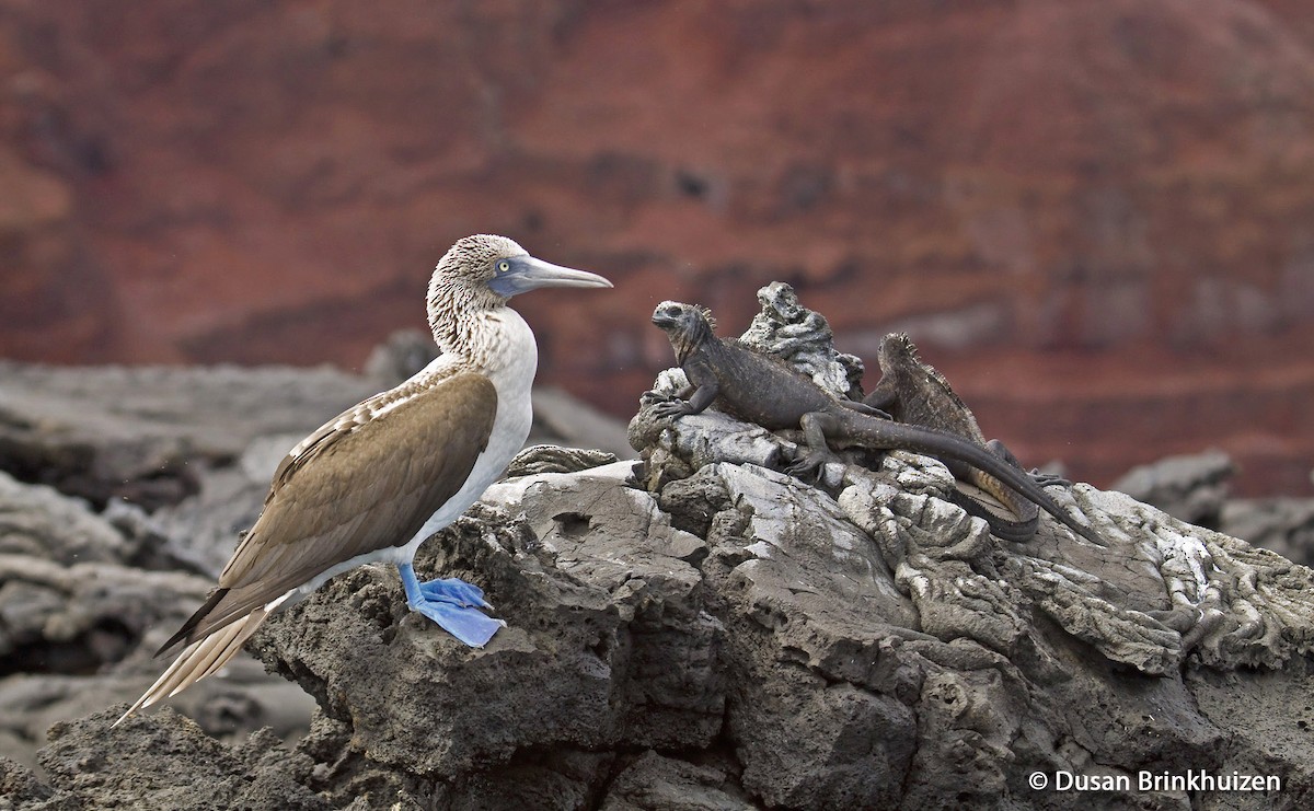 Blue-footed Booby - Dušan Brinkhuizen