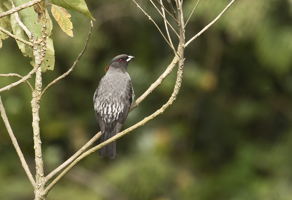 Red-crested Cotinga - Dušan Brinkhuizen