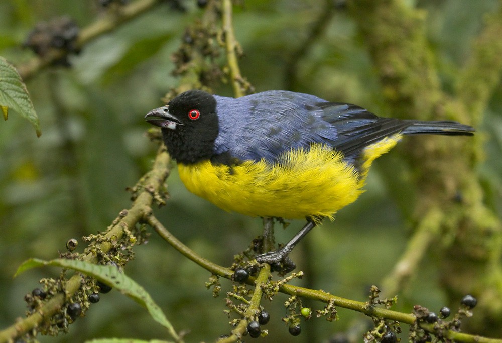 Hooded Mountain Tanager - ML204898551