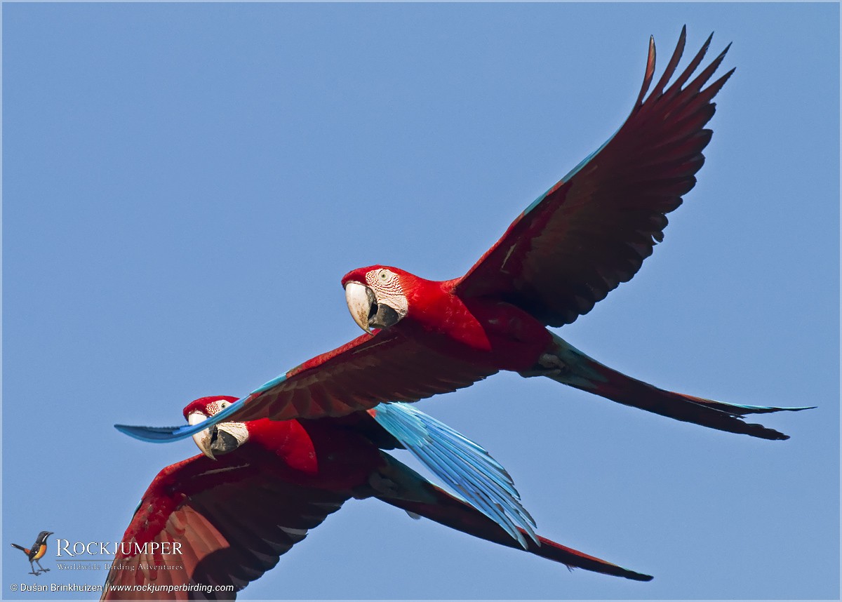 Red-and-green Macaw - Dušan Brinkhuizen