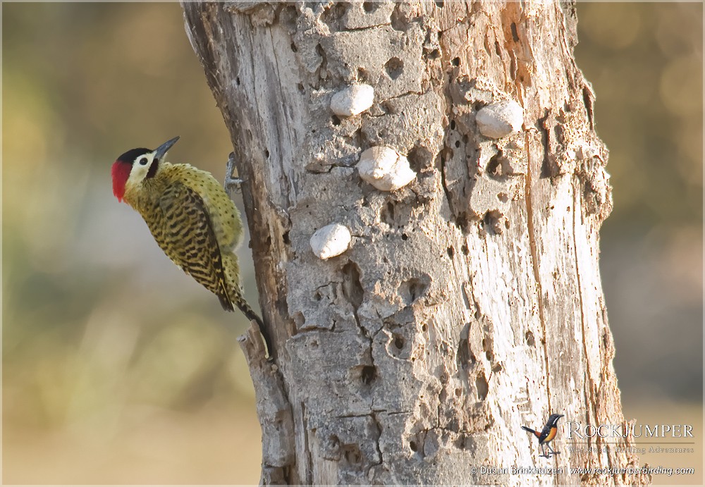 Green-barred Woodpecker (Green-barred) - Dušan Brinkhuizen