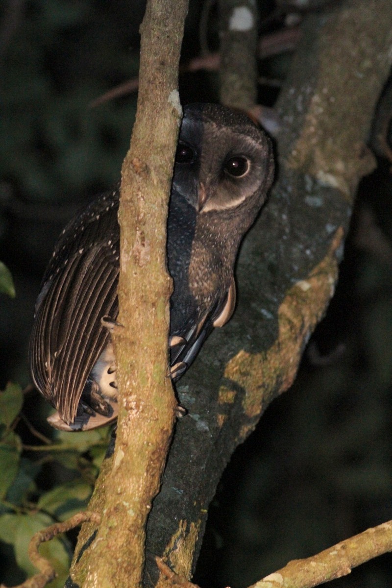 Sooty Owl (Greater) - ML204899381