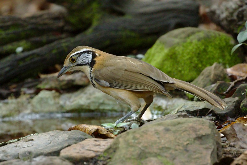 Greater Necklaced Laughingthrush - Tom Tarrant