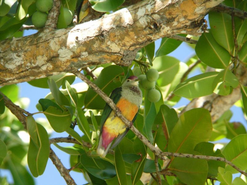 Palau Fruit-Dove - ML204899691