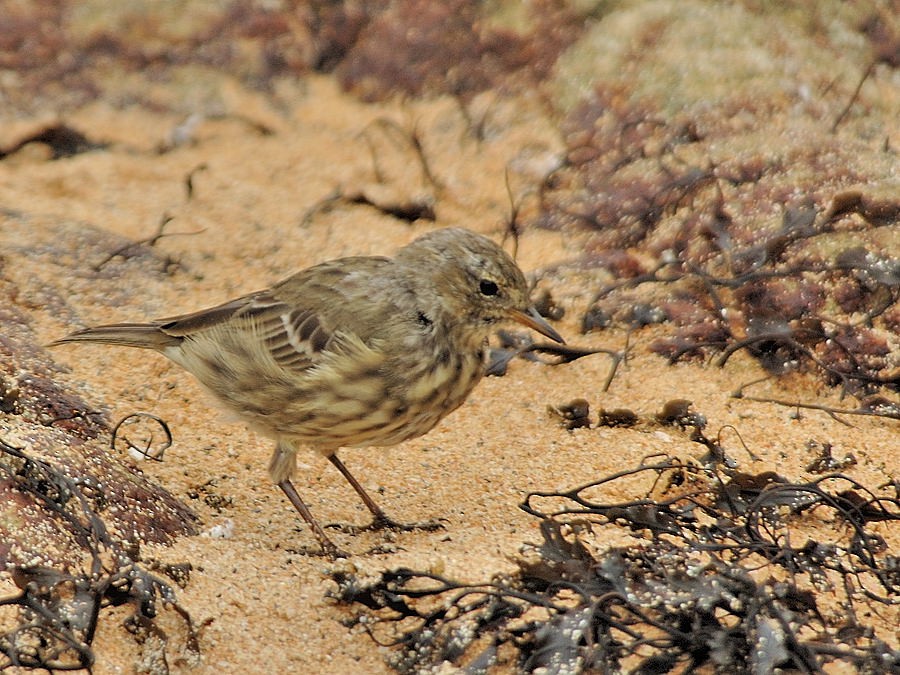 Rock Pipit (Western) - Georges Olioso