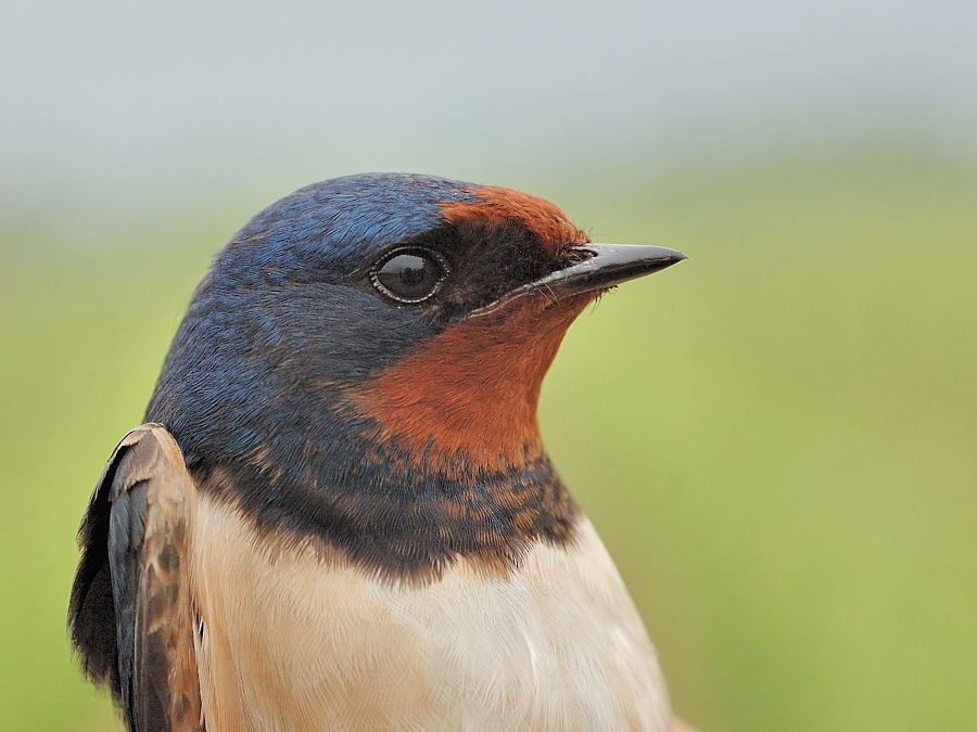 Barn Swallow (White-bellied) - Georges Olioso
