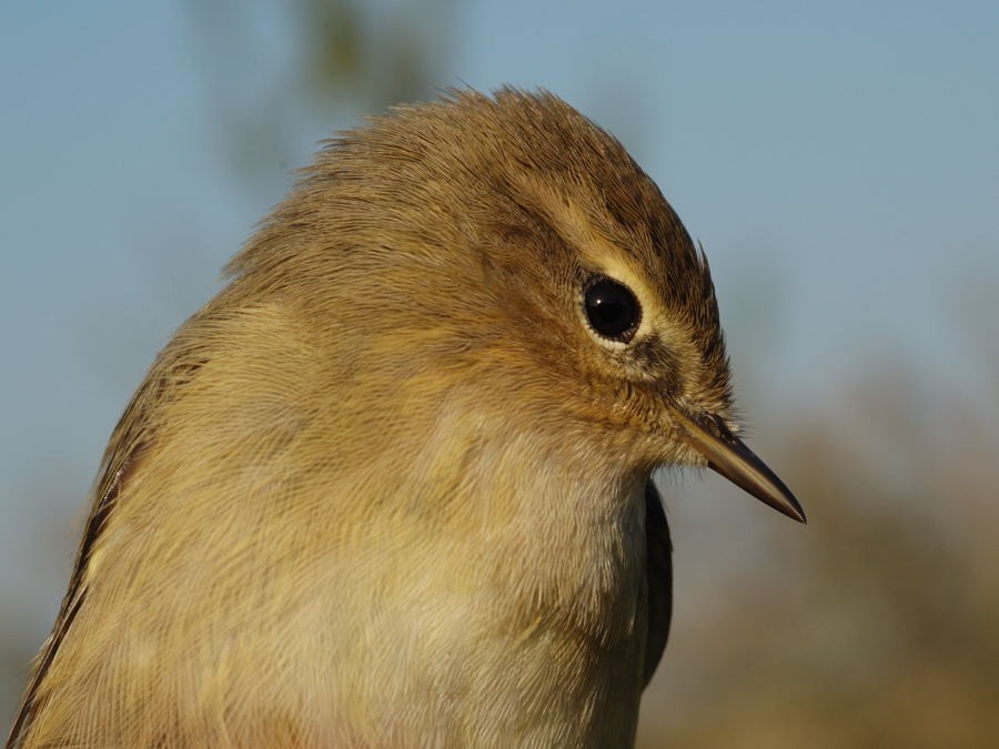 Common Chiffchaff (Common) - Georges Olioso