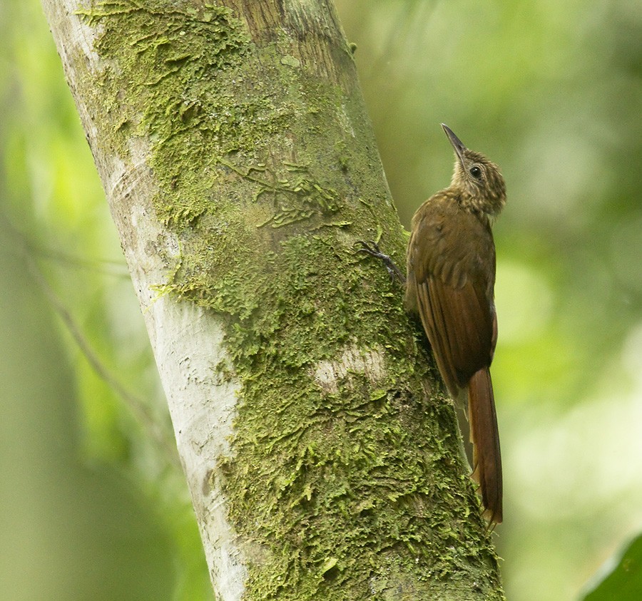 Long-tailed Woodcreeper (Southern) - eBird