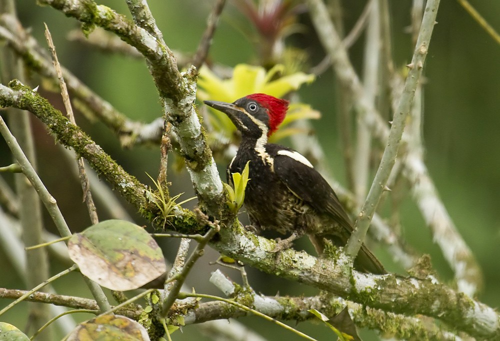 Lineated Woodpecker (Dusky-winged) - Dušan Brinkhuizen