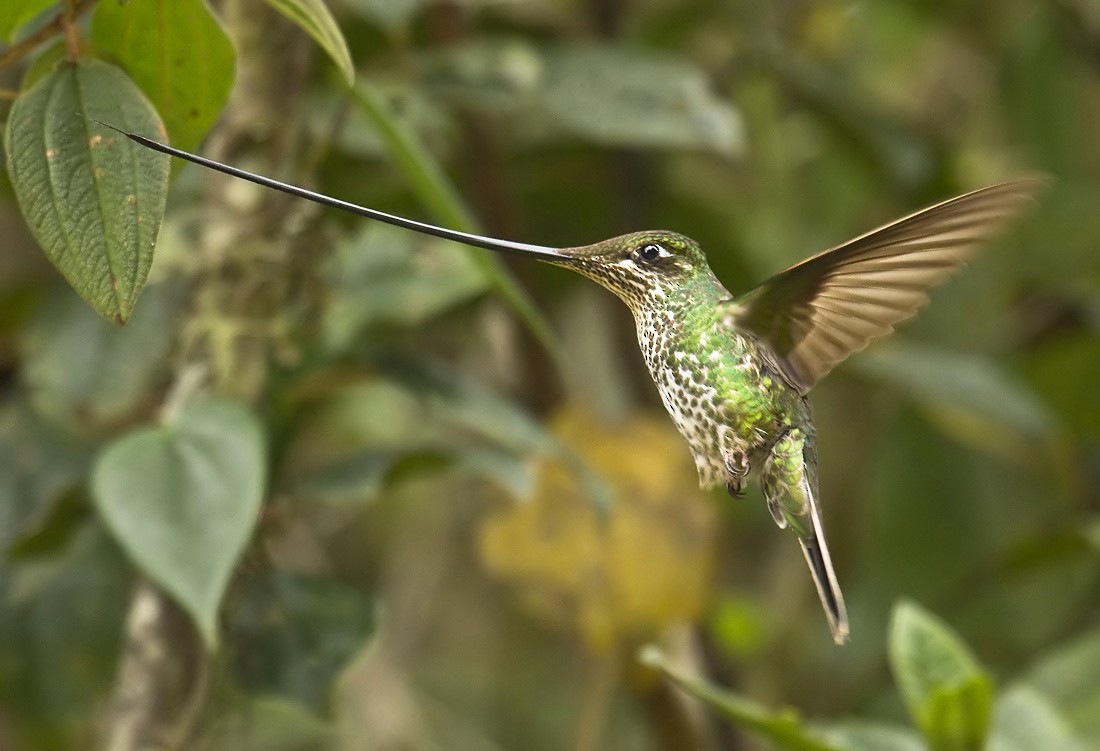 Sword-billed Hummingbird - Dušan Brinkhuizen