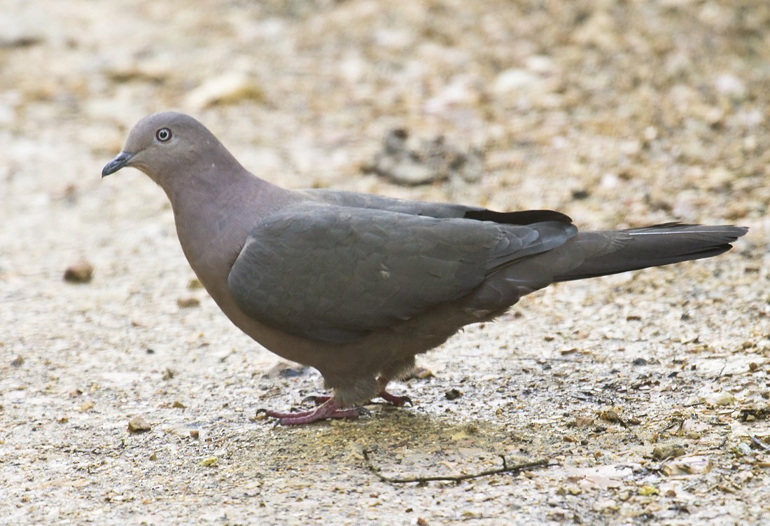 Plumbeous Pigeon - Dušan Brinkhuizen