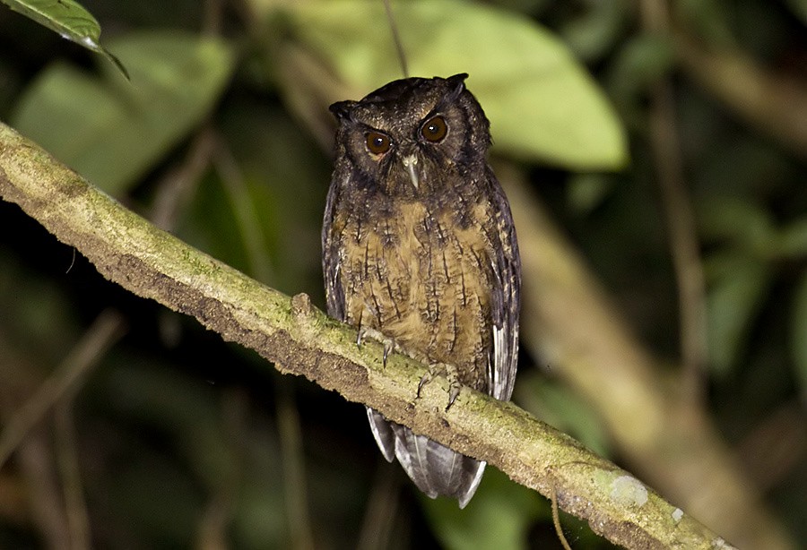 Tawny-bellied Screech-Owl (Tawny-bellied) - Dušan Brinkhuizen