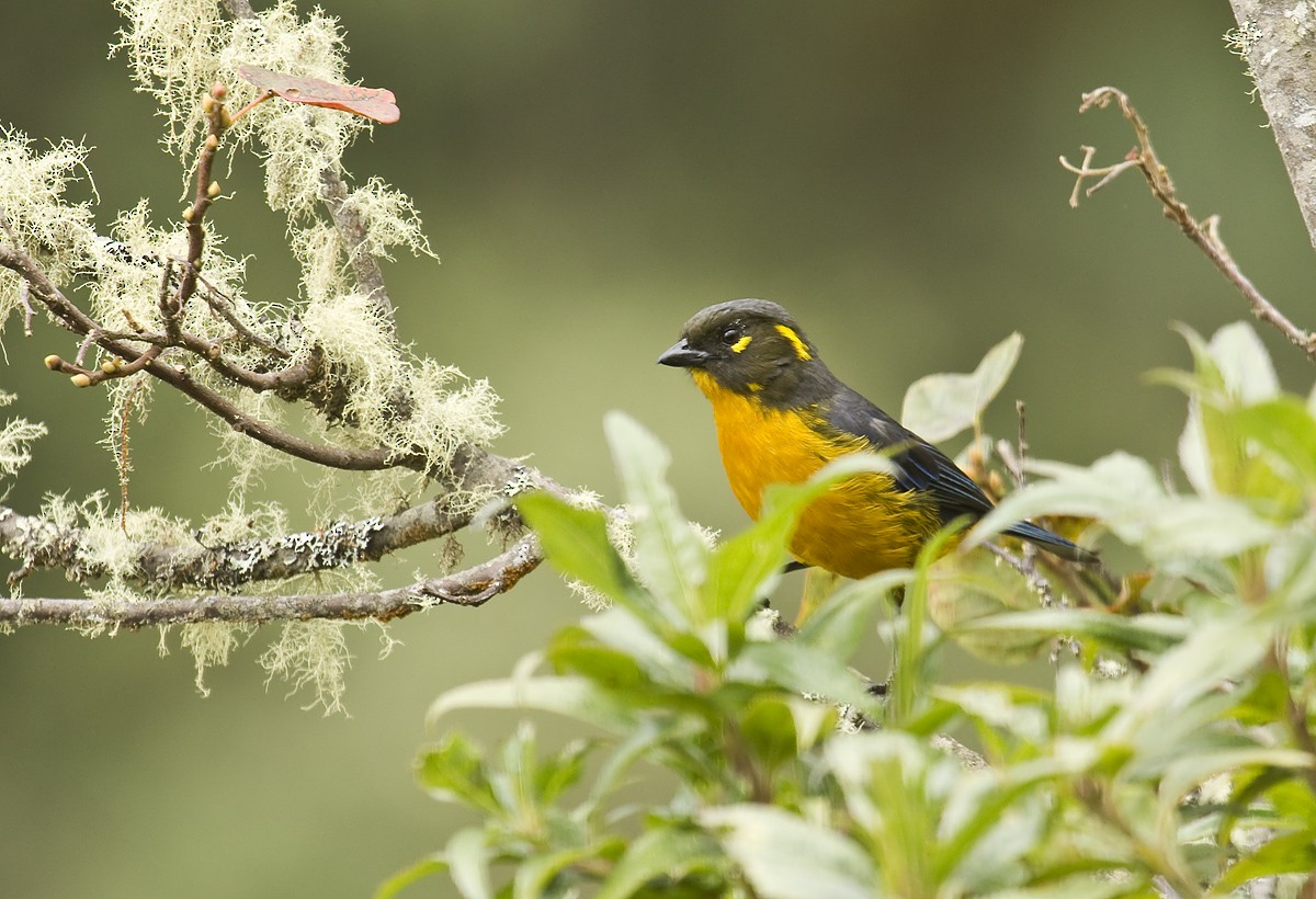 Lacrimose Mountain Tanager (palpebrosus Group) - ML204900611