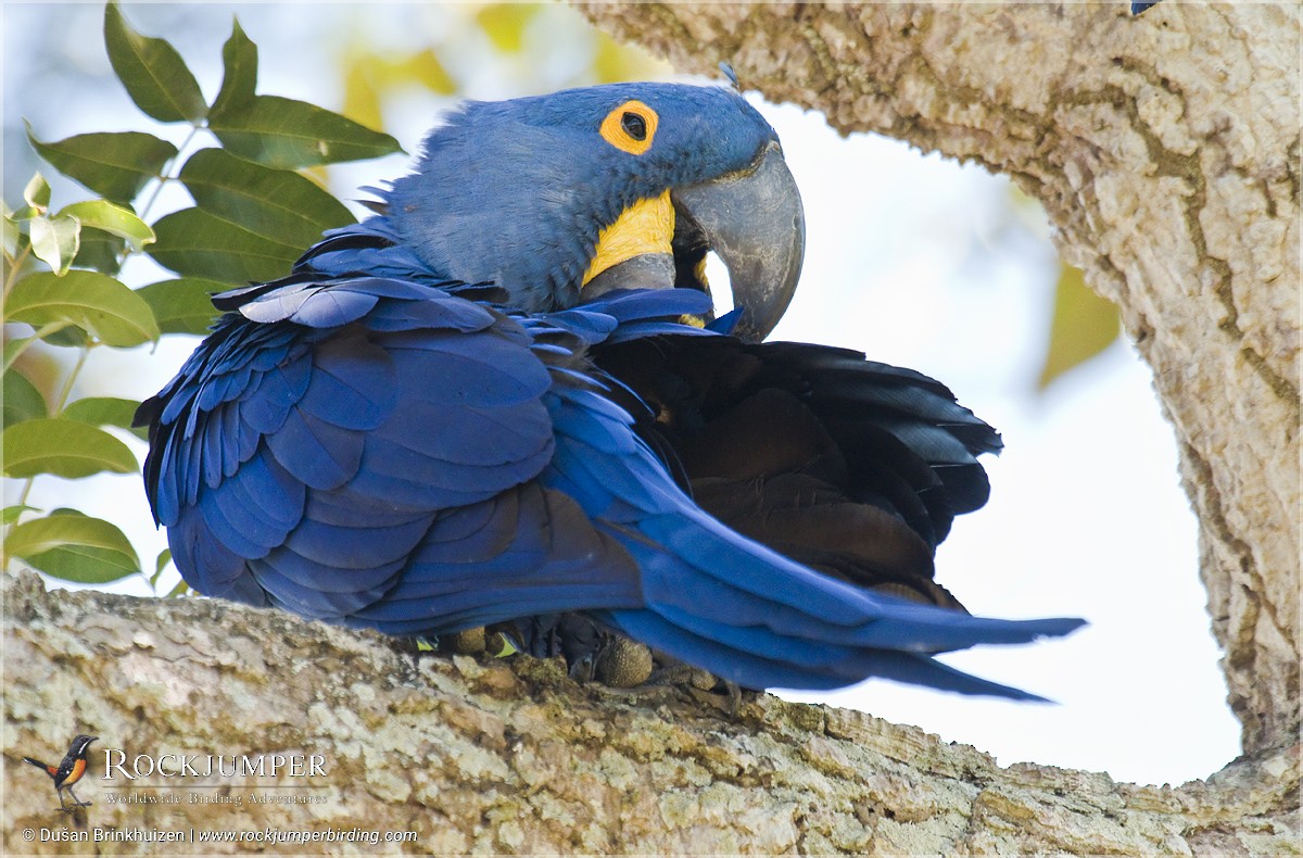 Hyacinth Macaw - ML204900631