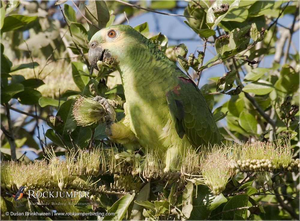 Turquoise-fronted Parrot - Dušan Brinkhuizen
