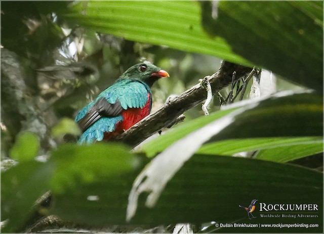 Pavonine Quetzal Ebird