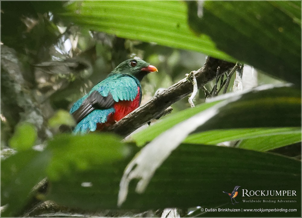 Quetzal pavonin - ML204900671