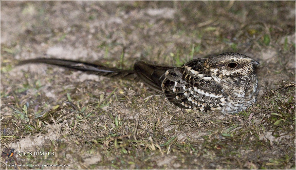 Scissor-tailed Nightjar - Dušan Brinkhuizen