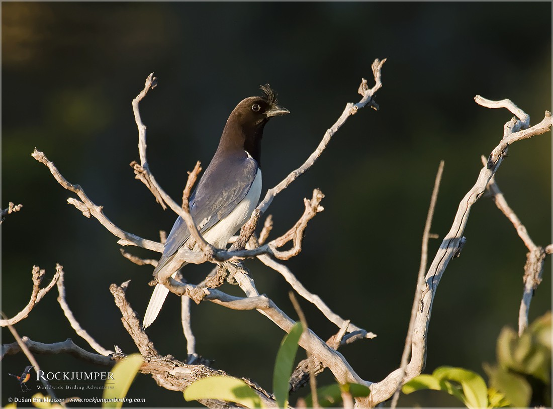 Curl-crested Jay - ML204900931