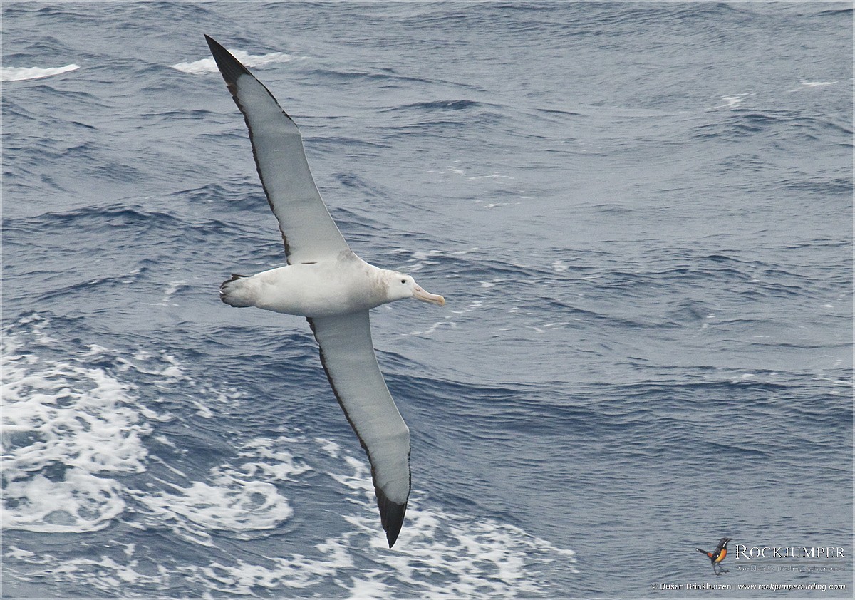 albatros stěhovavý - ML204901031