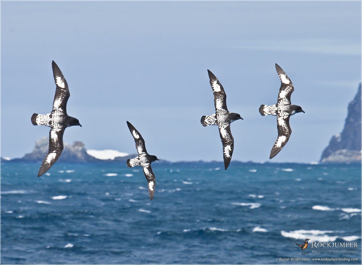 Cape Petrel (Antarctic) - Dušan Brinkhuizen