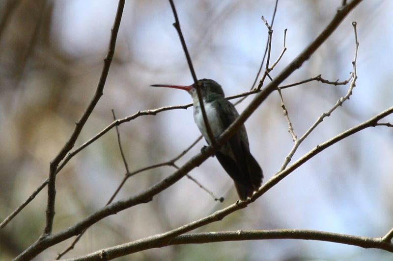Green-fronted Hummingbird (Green-fronted) - Michael Retter