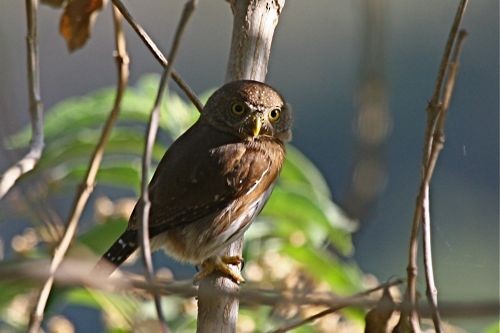 Colima Pygmy-Owl - ML204901351
