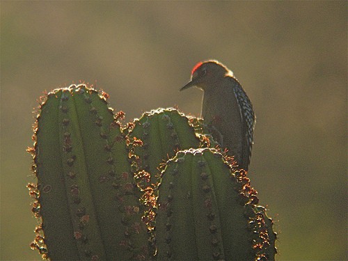 Gray-breasted Woodpecker - Michael Retter
