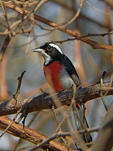 Red-breasted Chat (Red-breasted) - Michael Retter