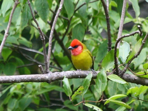 Red-headed Tanager - Michael Retter