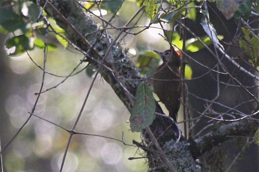 Golden-olive Woodpecker (Bronze-winged) - Michael Retter