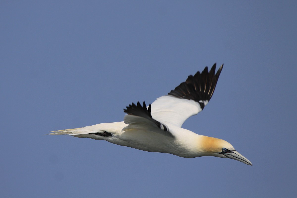Northern Gannet - Tom Moxley