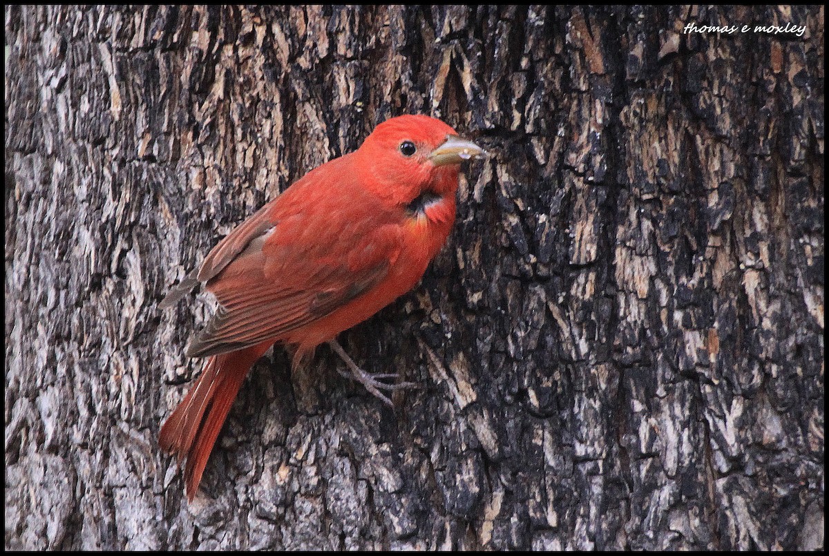 Summer Tanager - Tom Moxley