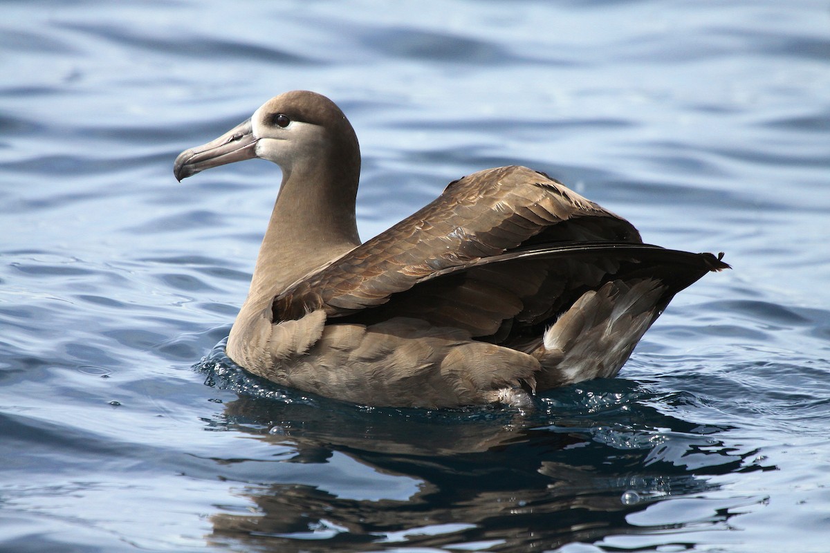 Black-footed Albatross - Tom Moxley