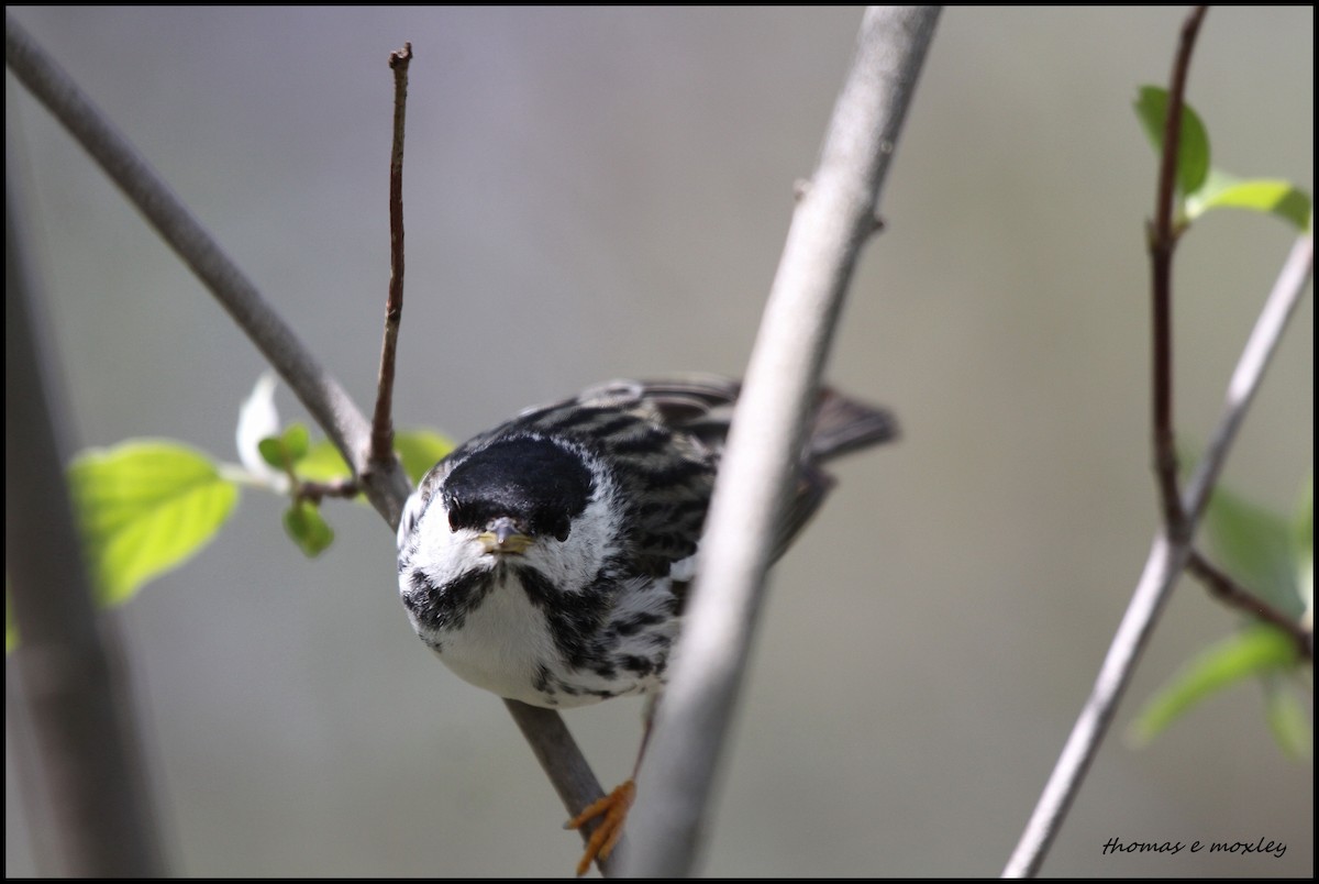 Blackpoll Warbler - Tom Moxley