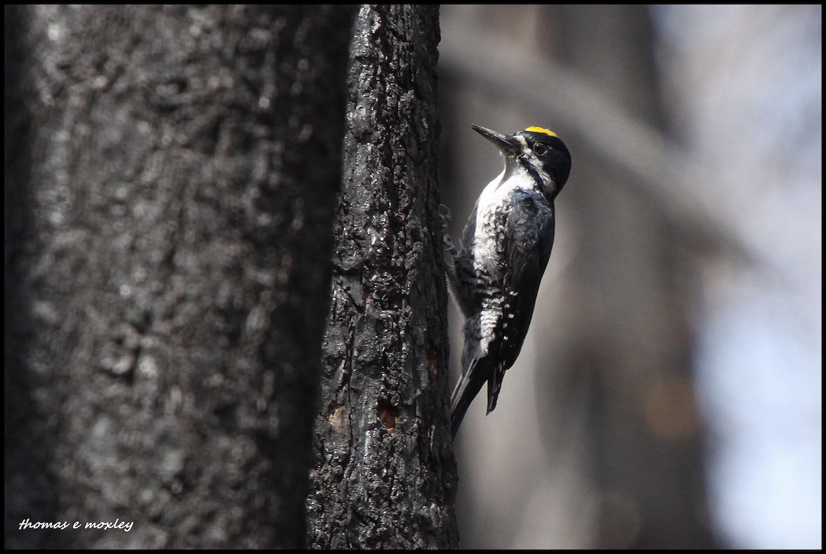 Black-backed Woodpecker - Tom Moxley